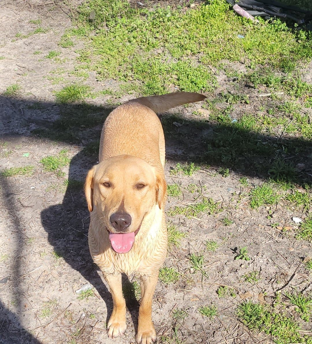 Moonlight's Annie Oakley | Yellow Labrador Retriver