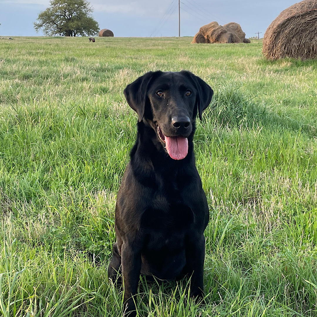 Truline’s Locked & Loaded | Black Labrador Retriver