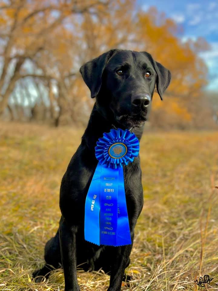 FC Sdk's Moderation Is For Cowards | Black Labrador Retriver