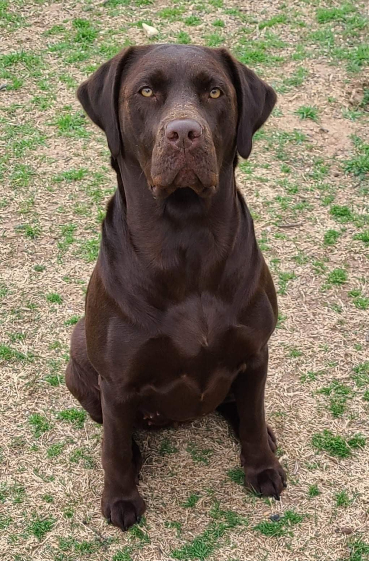 Hennessy Xo’s Benelli | Chocolate Labrador Retriver