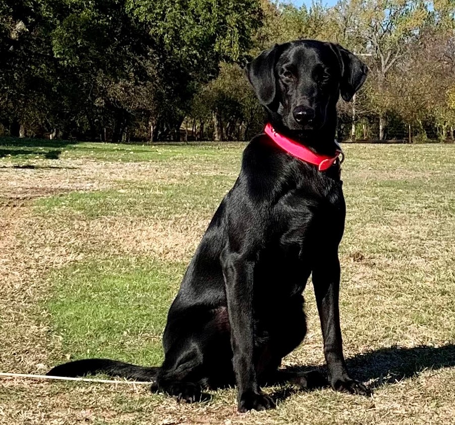 Cold Creek's Delta Dawn From Washita | Black Labrador Retriver