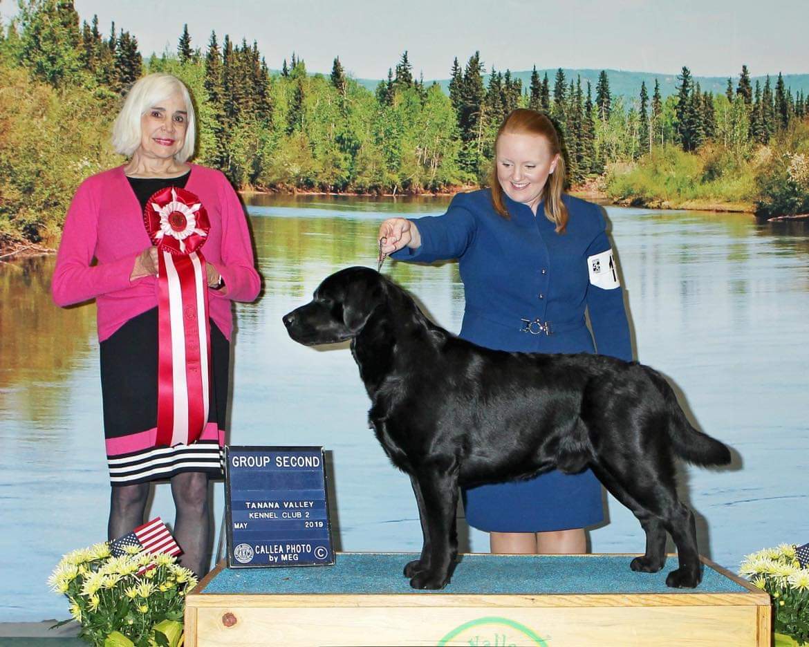 GCH CH Abhainn's Carn Dubh WC SH JHU | Black Labrador Retriver