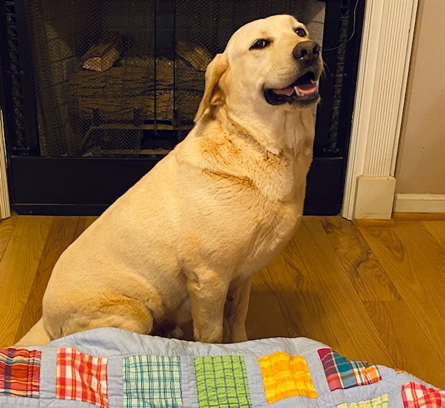 Sweet Georgie Brown Iv | Yellow Labrador Retriver