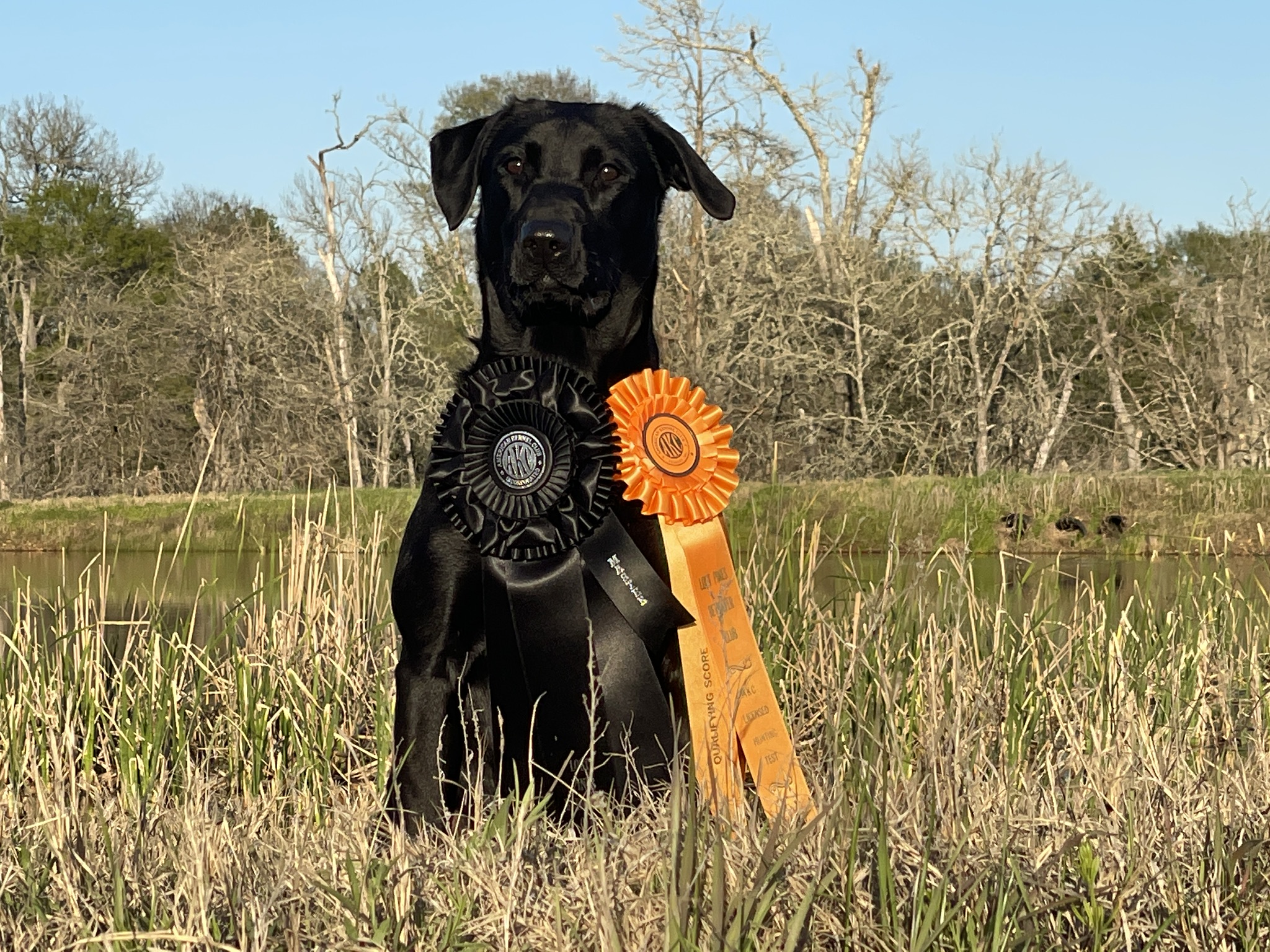 Ko’s Smoking Remington MH | Black Labrador Retriver