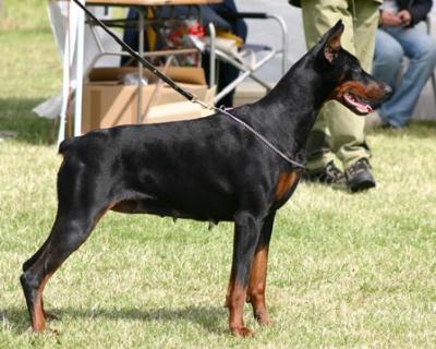 Moskva Di Altobello | Black Doberman Pinscher