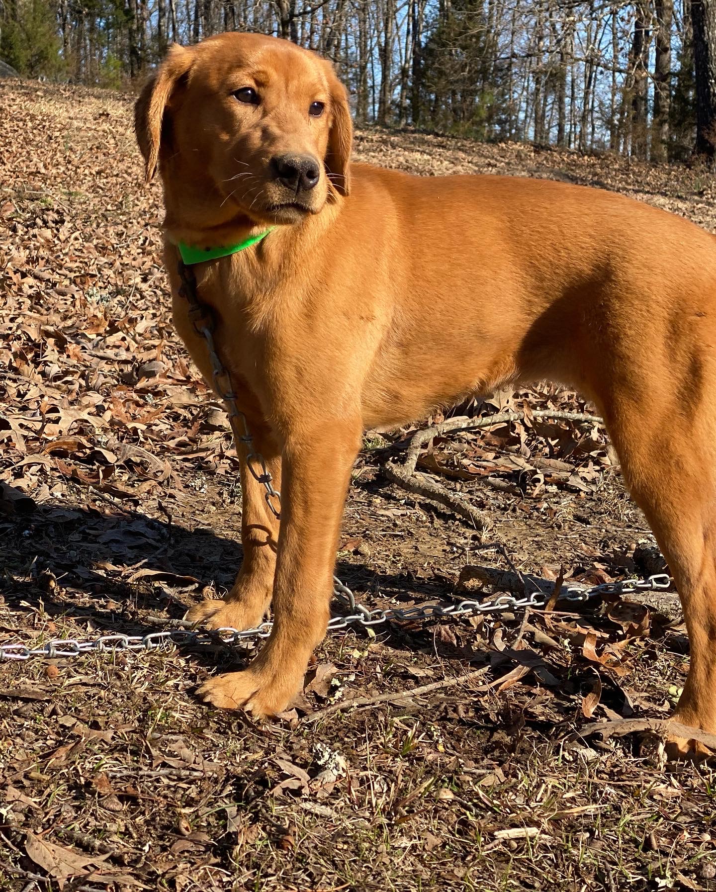 Three Lakes Labradors Callin’ Baton Rouge CGC | Yellow Labrador Retriver