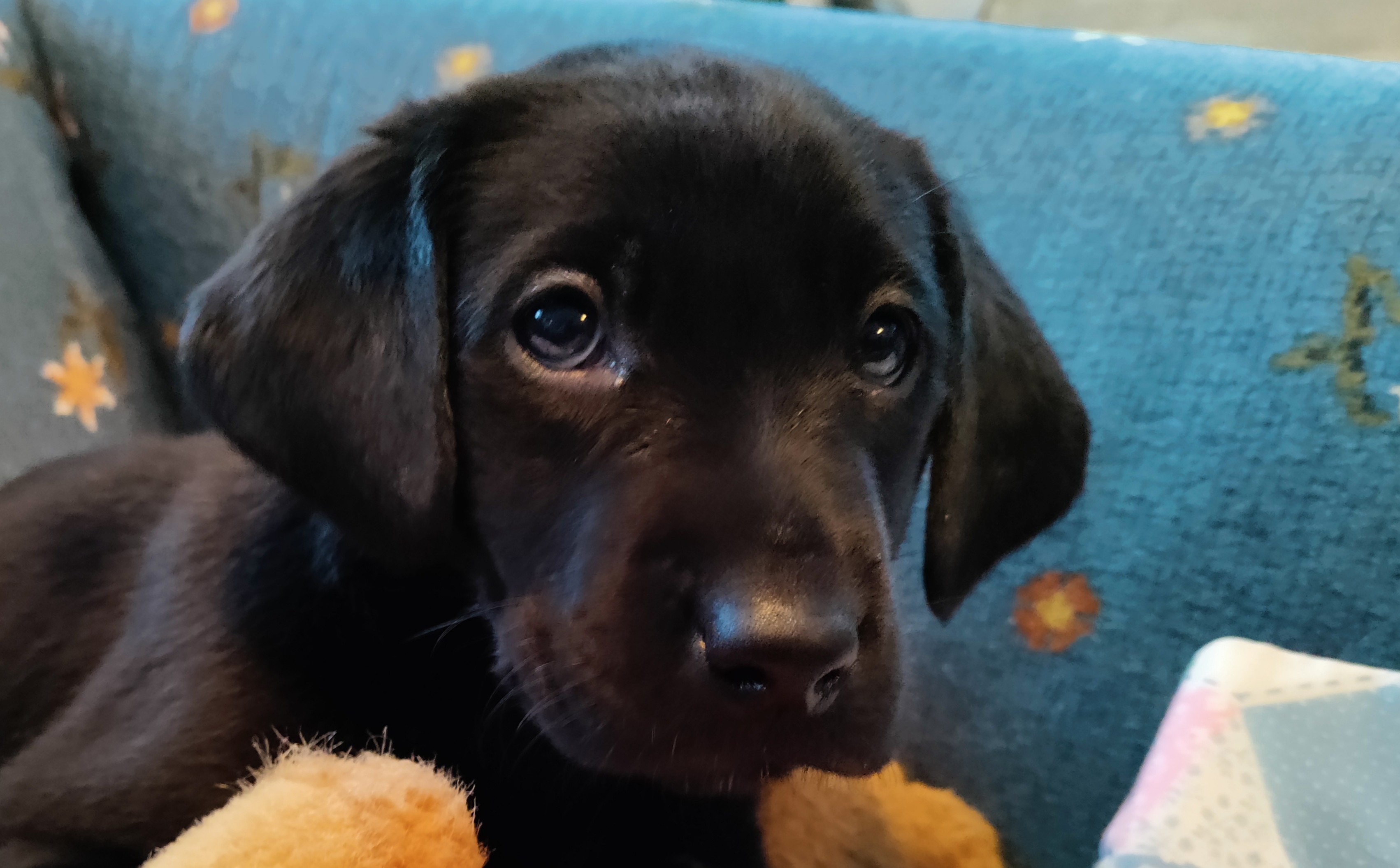 Jolor's Jj Jr | Black Labrador Retriver