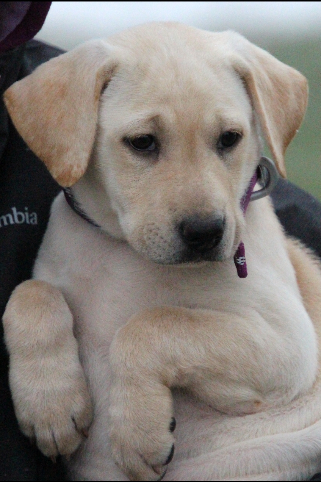 Copperview's Laced Ivory | Yellow Labrador Retriver