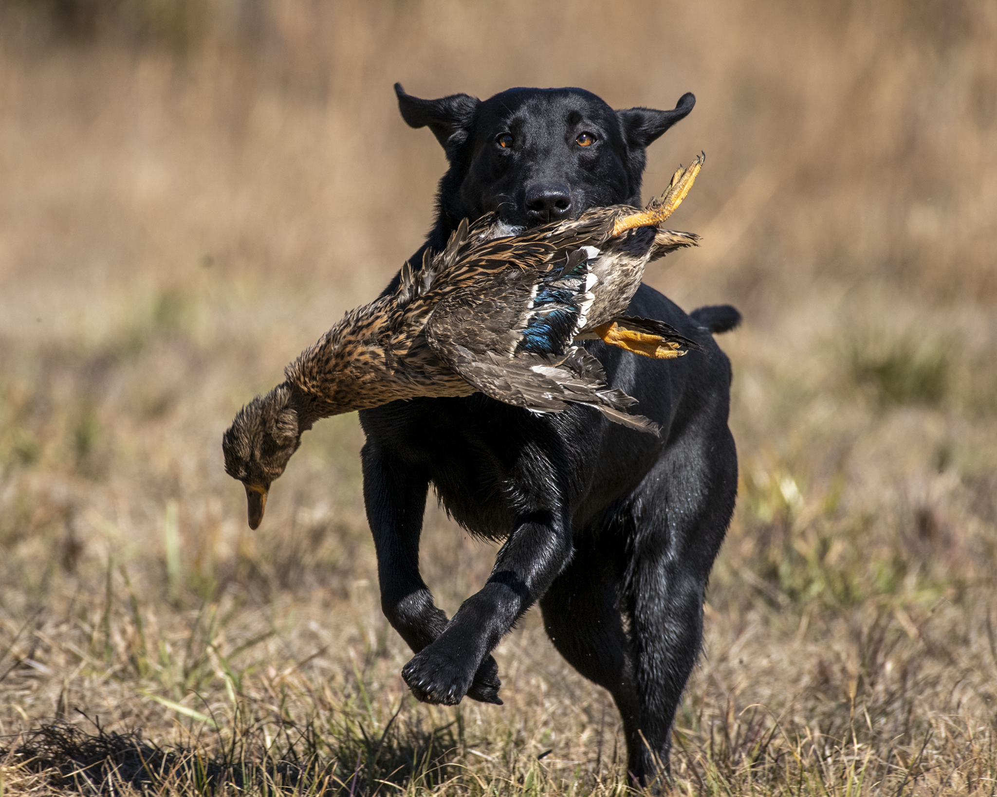 Docheno Sc’s Money Maker | Black Labrador Retriver