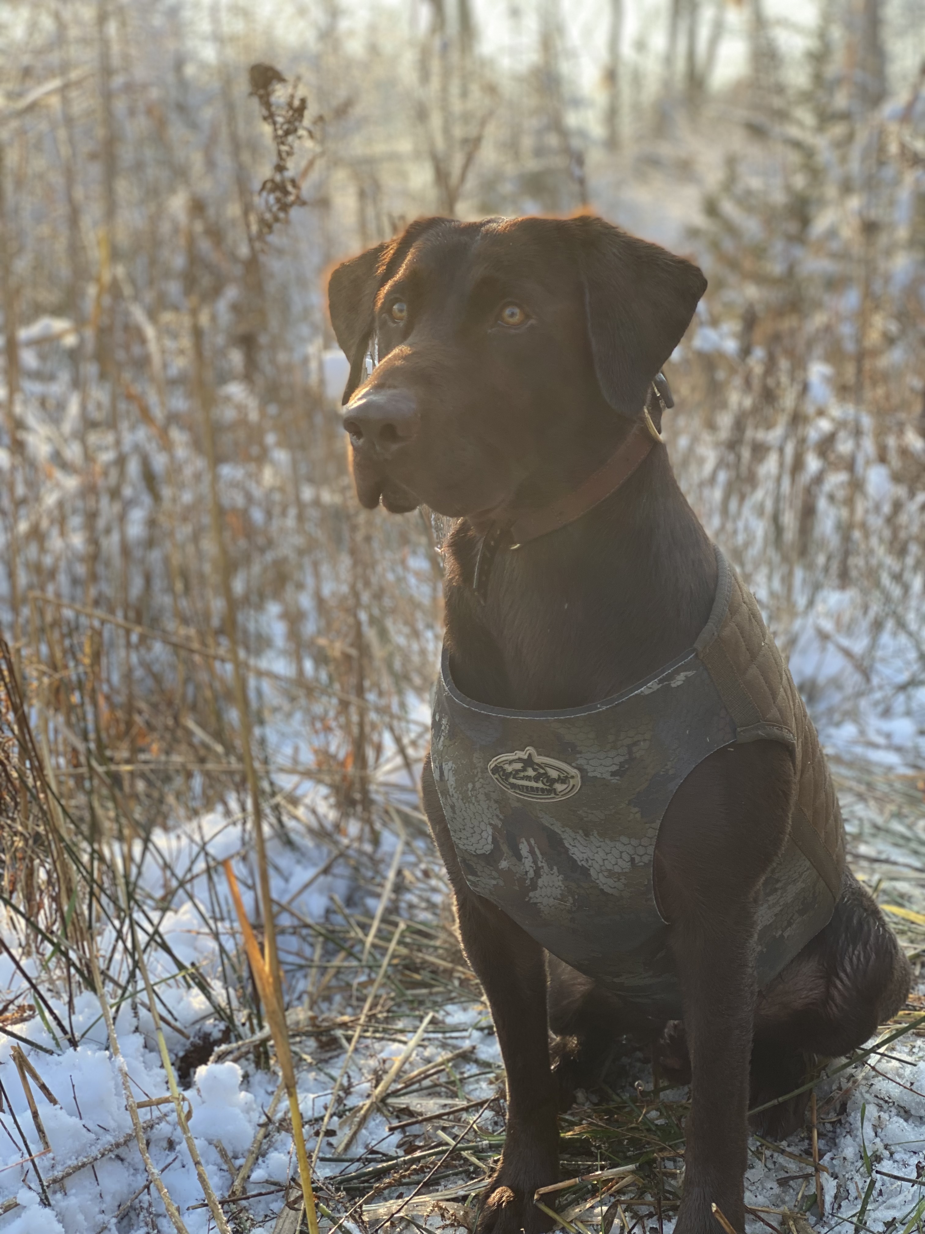 ETEK Fives Star’s Thundering Attack Bison | Chocolate Labrador Retriver