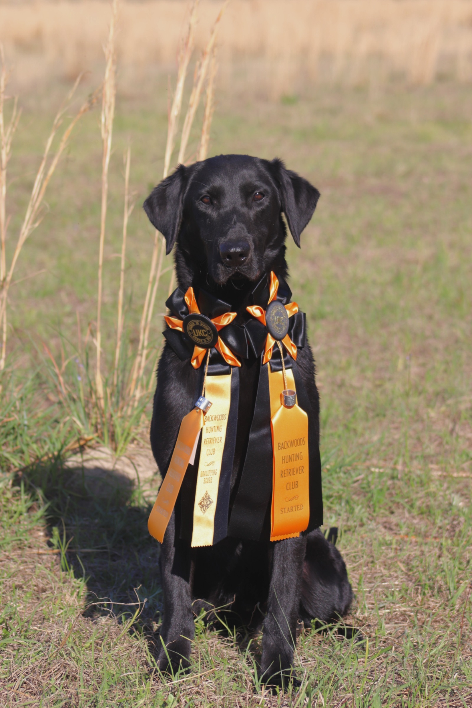 Cotton Top's Have Mercy | Black Labrador Retriver