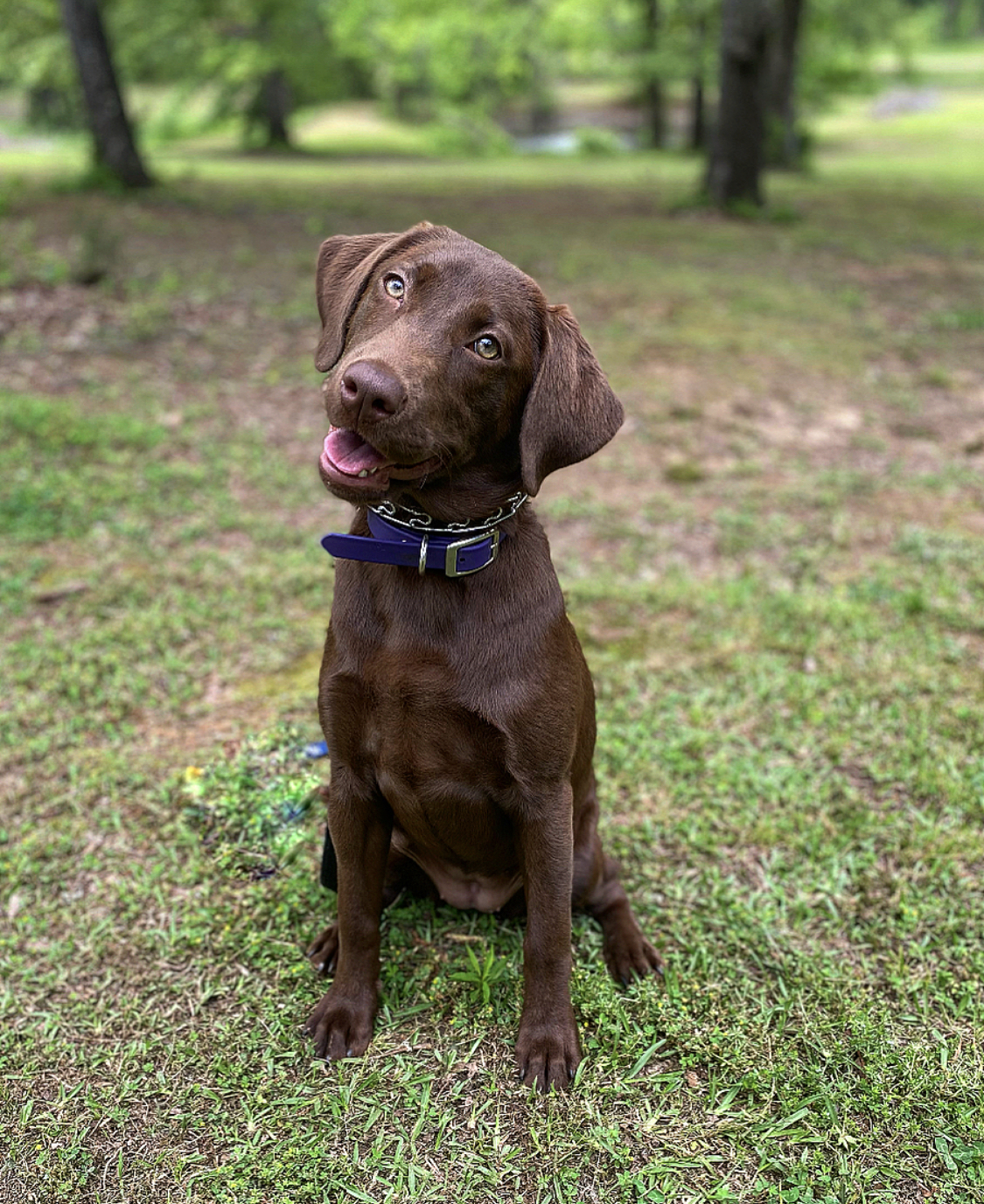 Three Doves of TLL's The Queen's City Is Charlotte | Chocolate Labrador Retriver