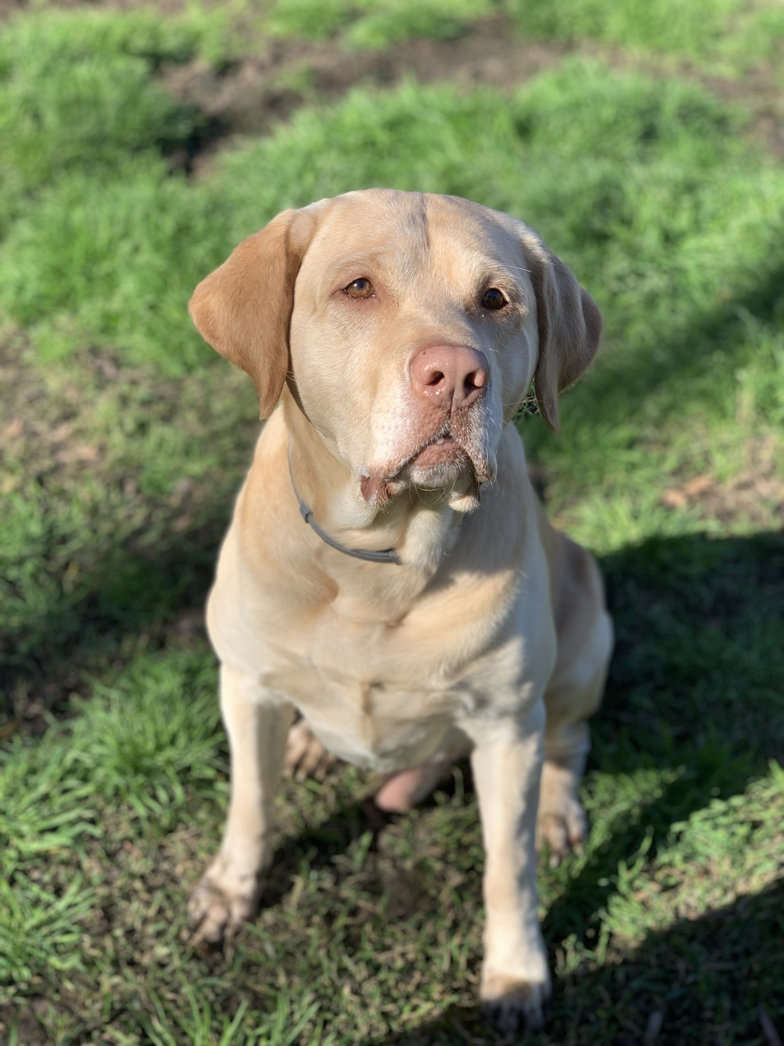 Rock Me Amadeus Iv | Yellow Labrador Retriver