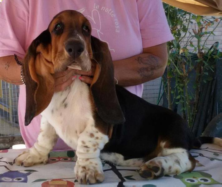 Dylan Mc Dermott | Basset Hound 