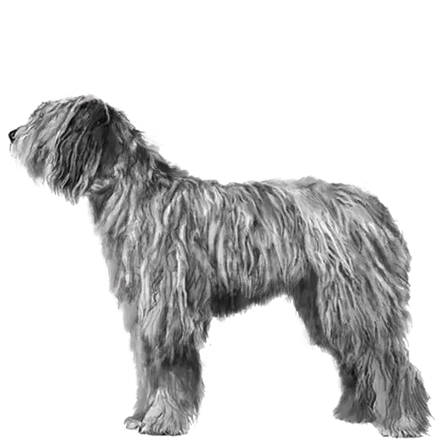 Bergamasco Sheepdog