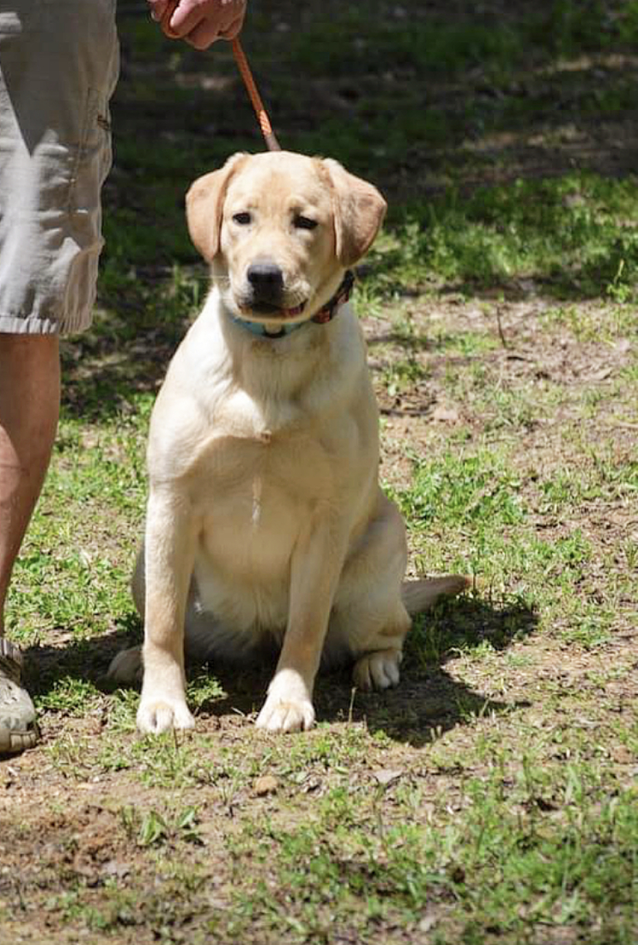 Bellakane Newlander's Dream Boat | Yellow Labrador Retriver