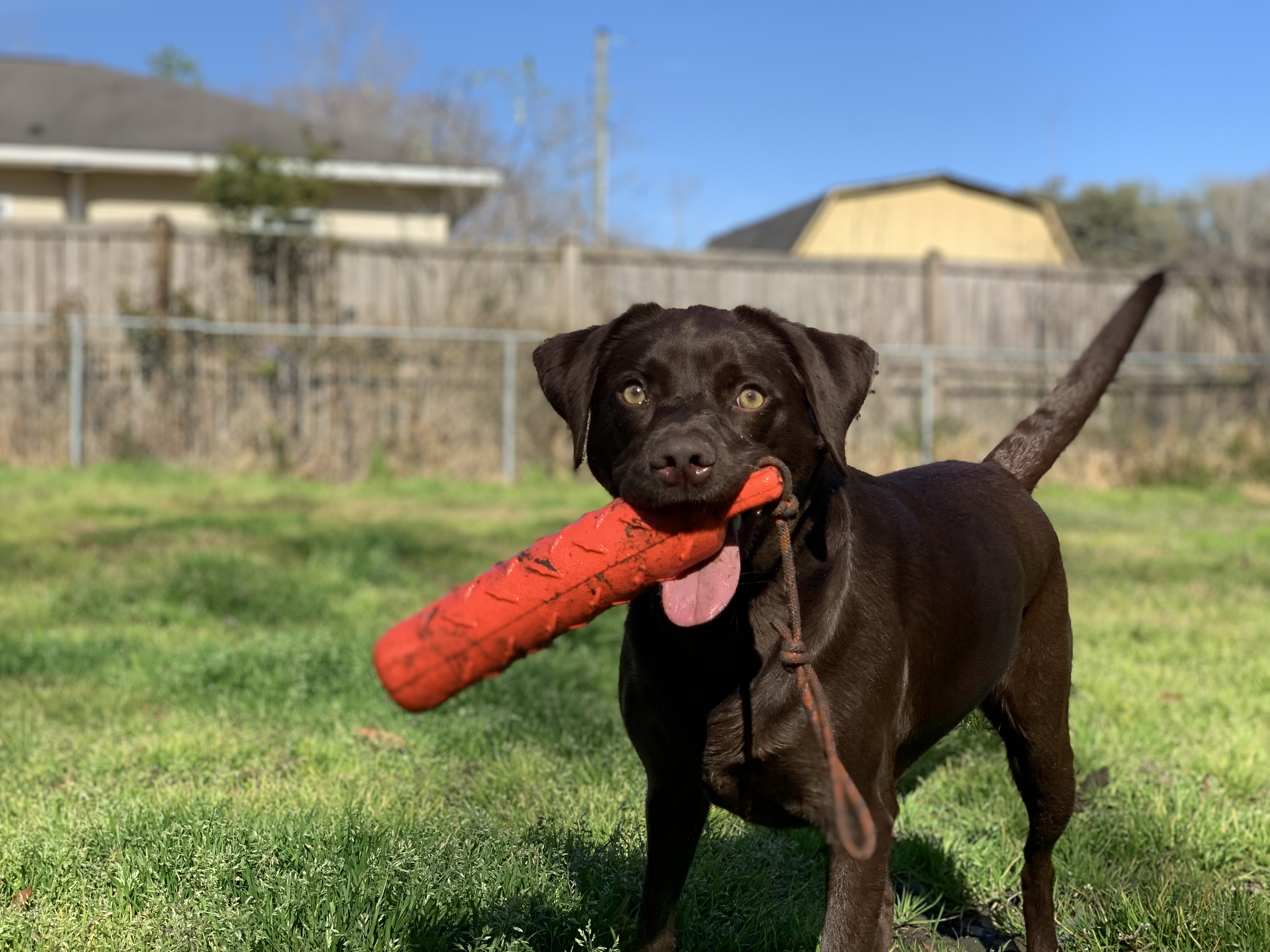 Raven Annamarie Rogue | Chocolate Labrador Retriver