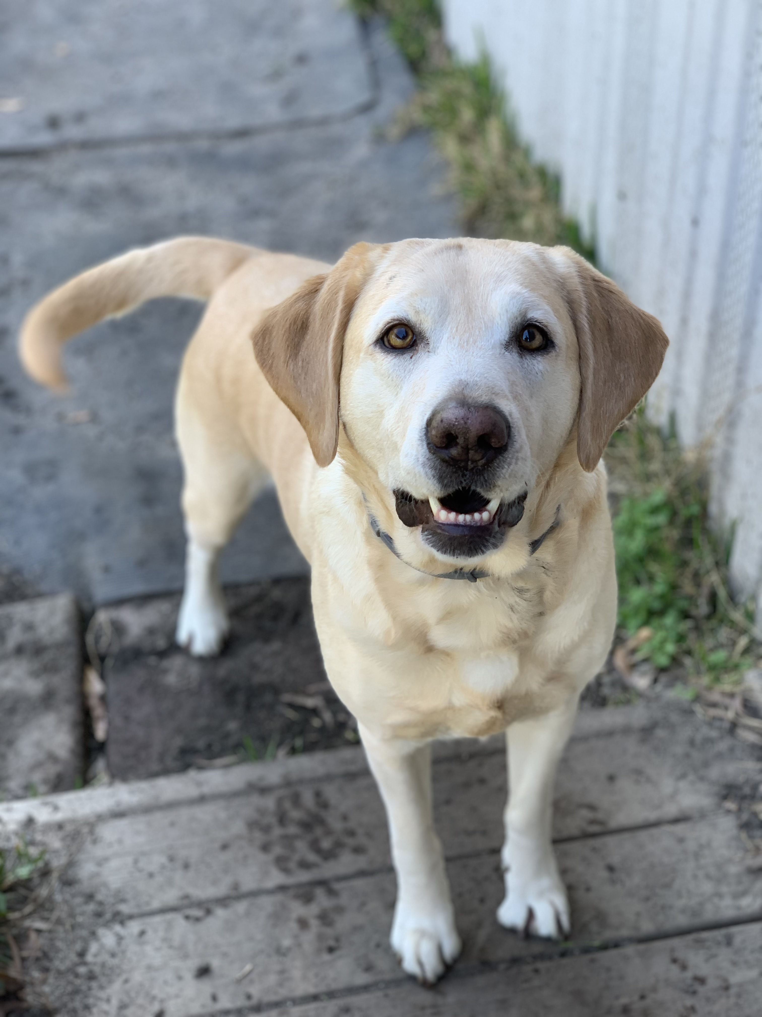 Lady Of The Lake Lilith | Yellow Labrador Retriver