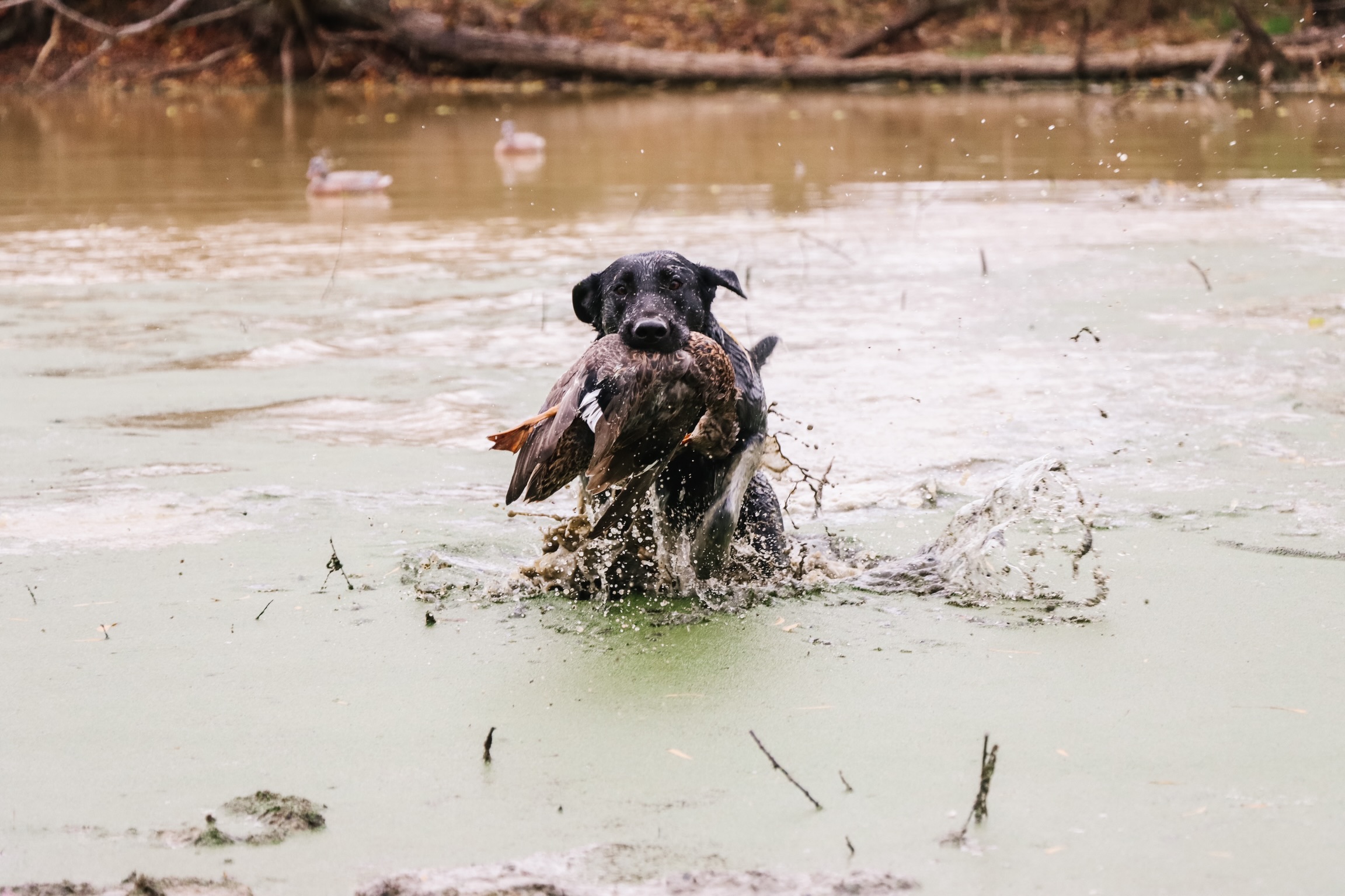 HR Natos girl dior ready to rumble | Black Labrador Retriver