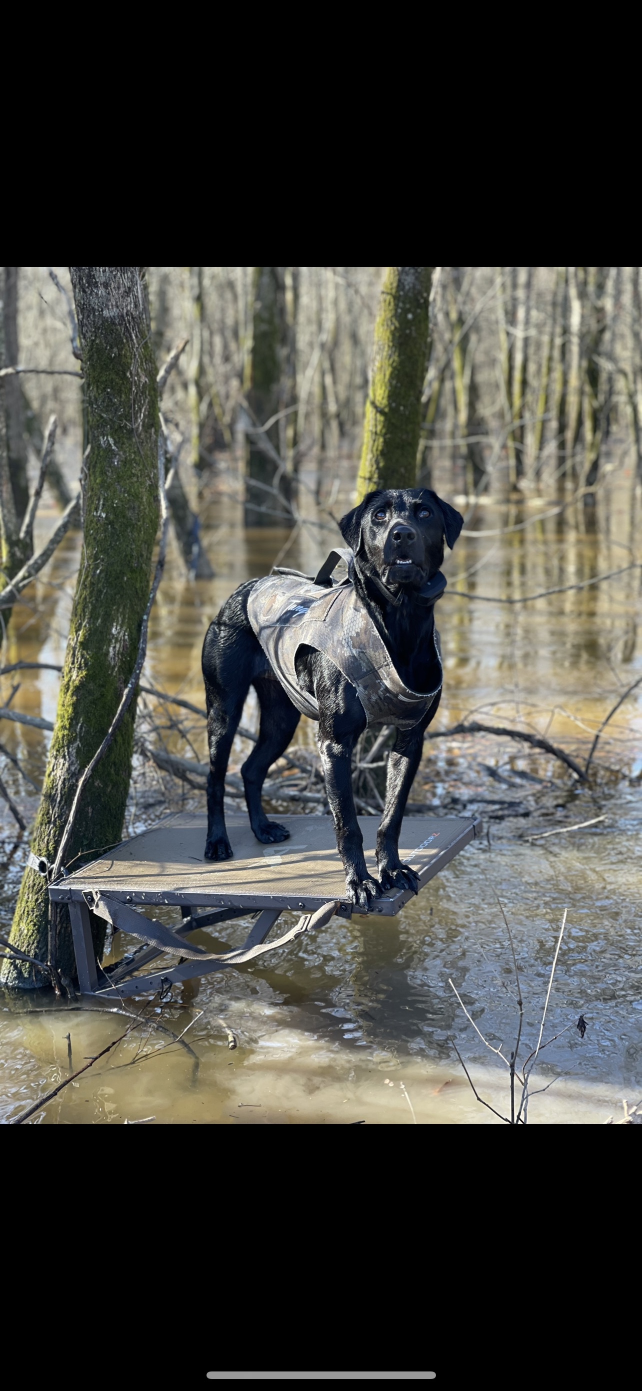 HRCH Aks Raging Blazing Roxy | Black Labrador Retriver