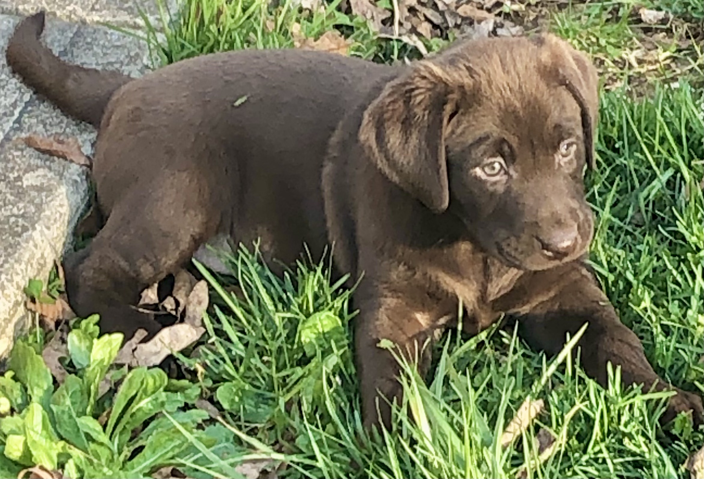 Bourbon Country’s I’ll Name The Baby, You Name The Dog | Chocolate Labrador Retriver