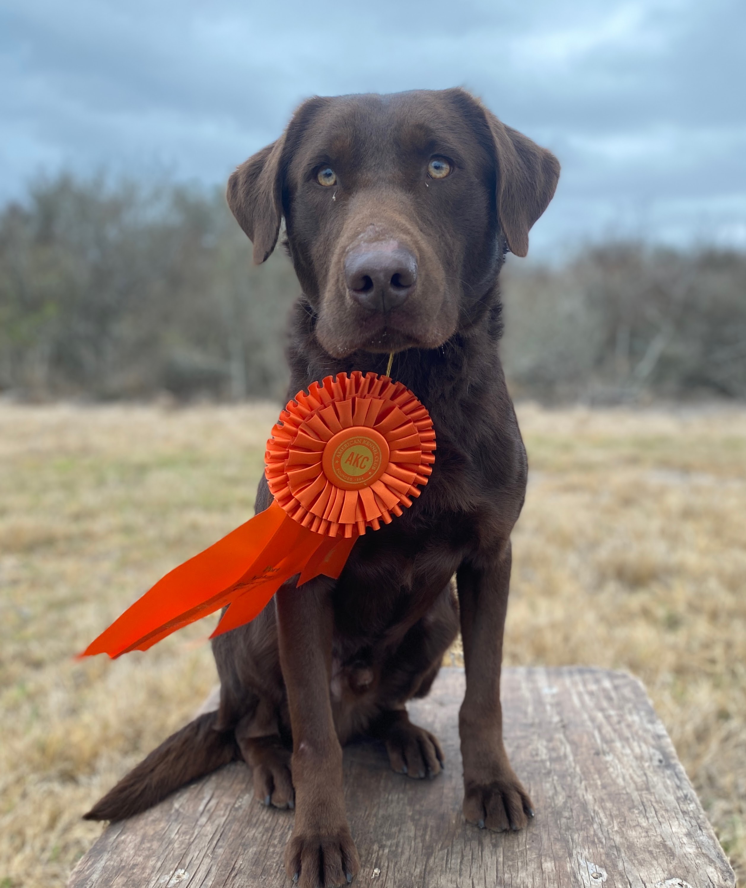 Mansfield’s ya Bacon Me Crazy MH | Chocolate Labrador Retriver