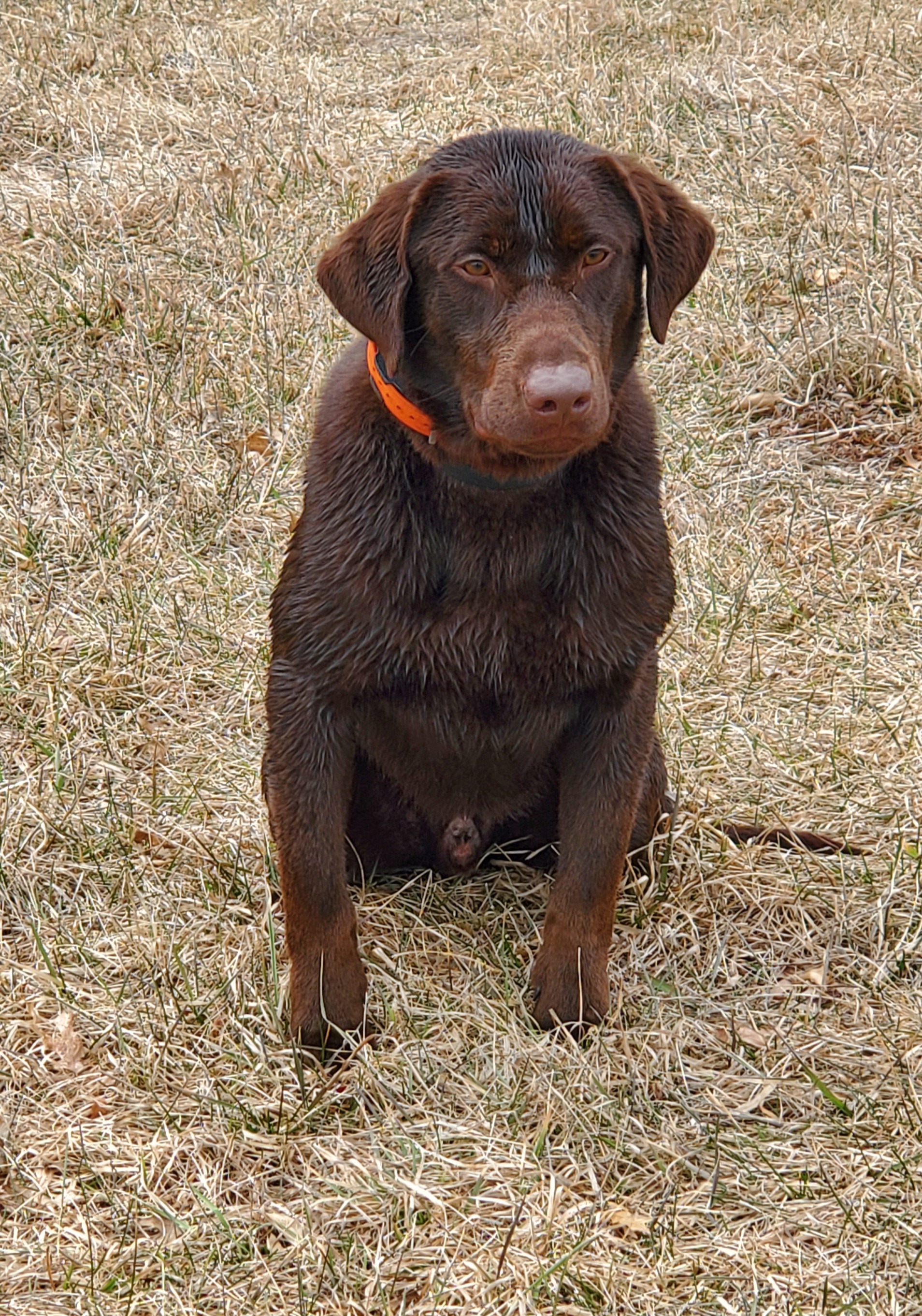 Who Want Some Angus Prime Rib | Chocolate Labrador Retriver