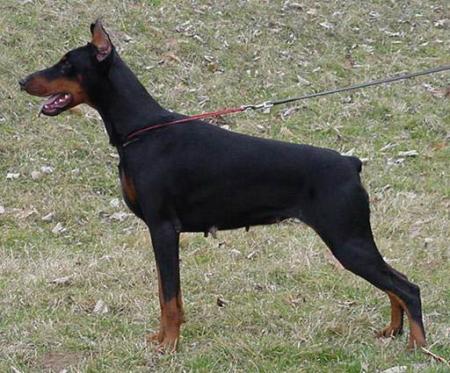 Wiena Wikita of Tanderberg | Black Doberman Pinscher