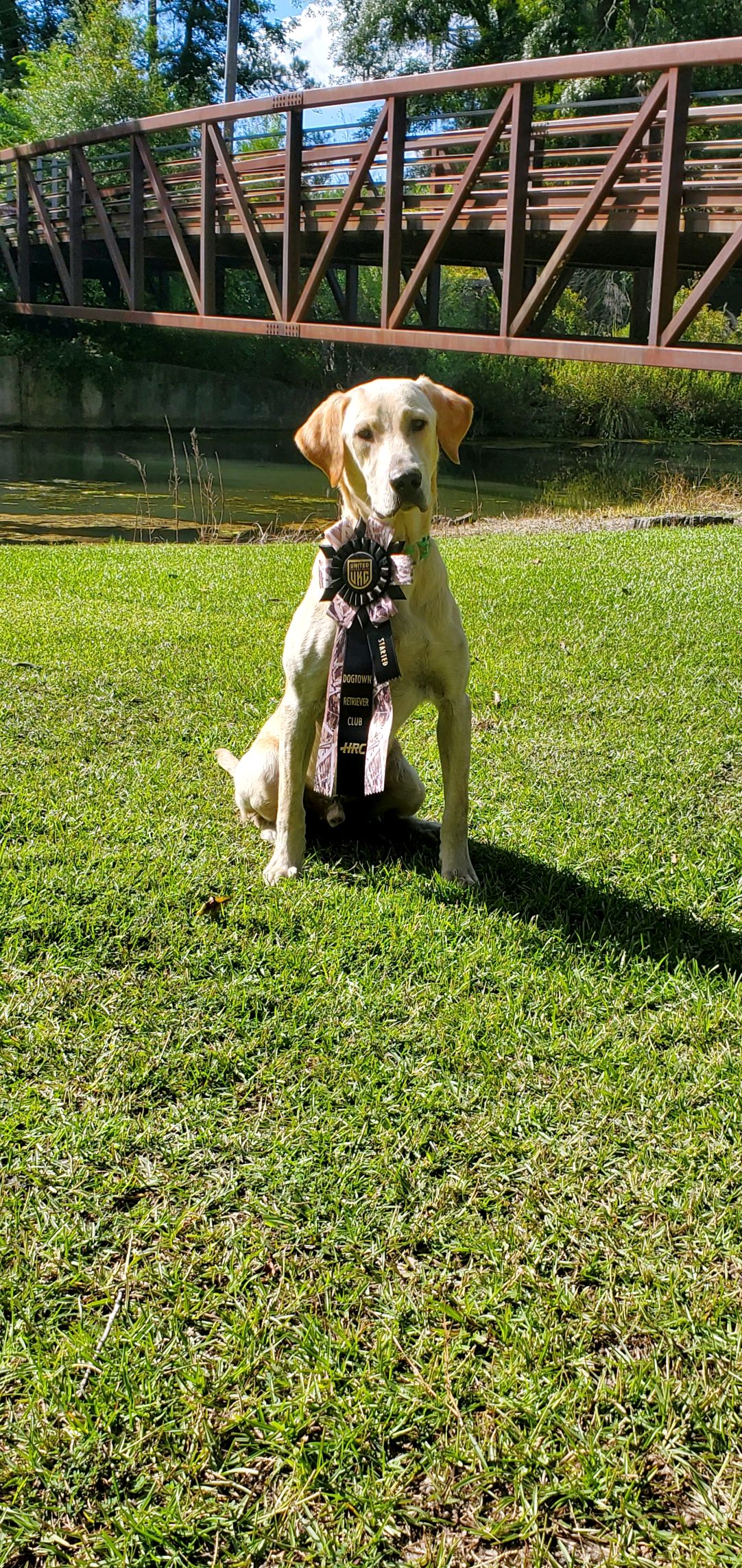 Bear Creek's Beau | Yellow Labrador Retriver