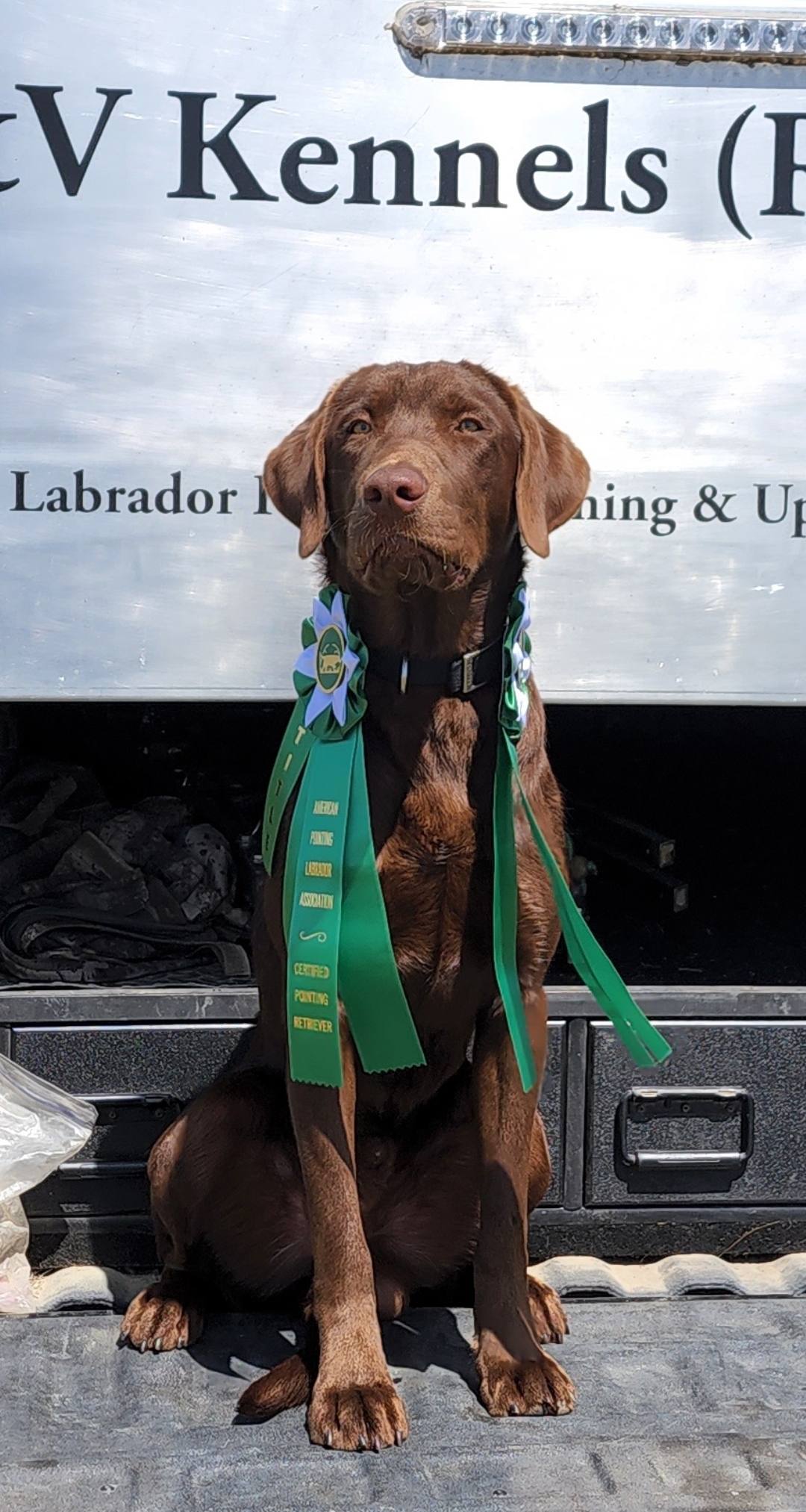 CPR Wow The Fabulous WTF Buck | Chocolate Labrador Retriver