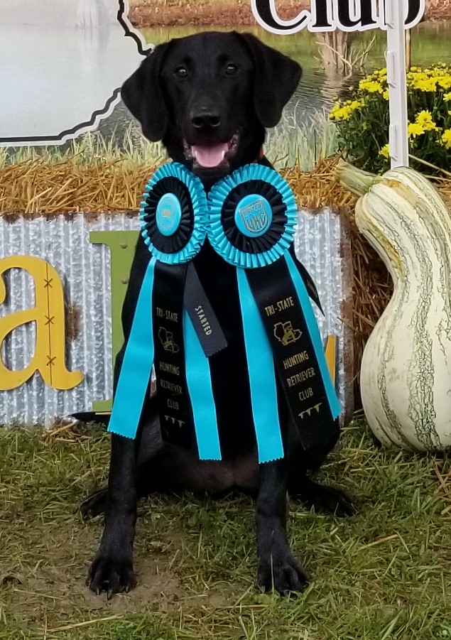 Driftwood's March To Her Own Drum | Black Labrador Retriver