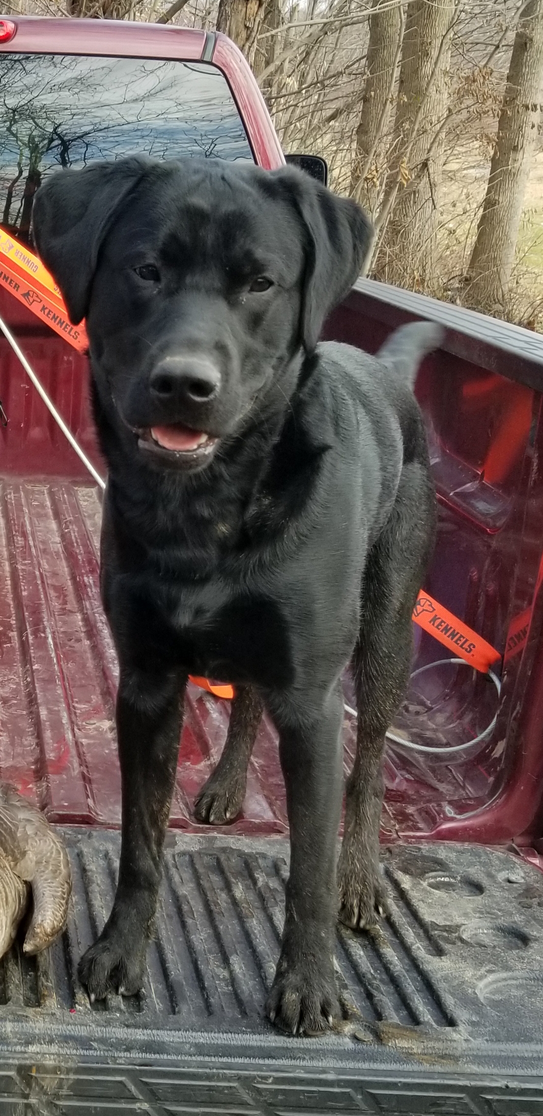 Loneduck's Outlaw Movement Waylon | Black Labrador Retriver