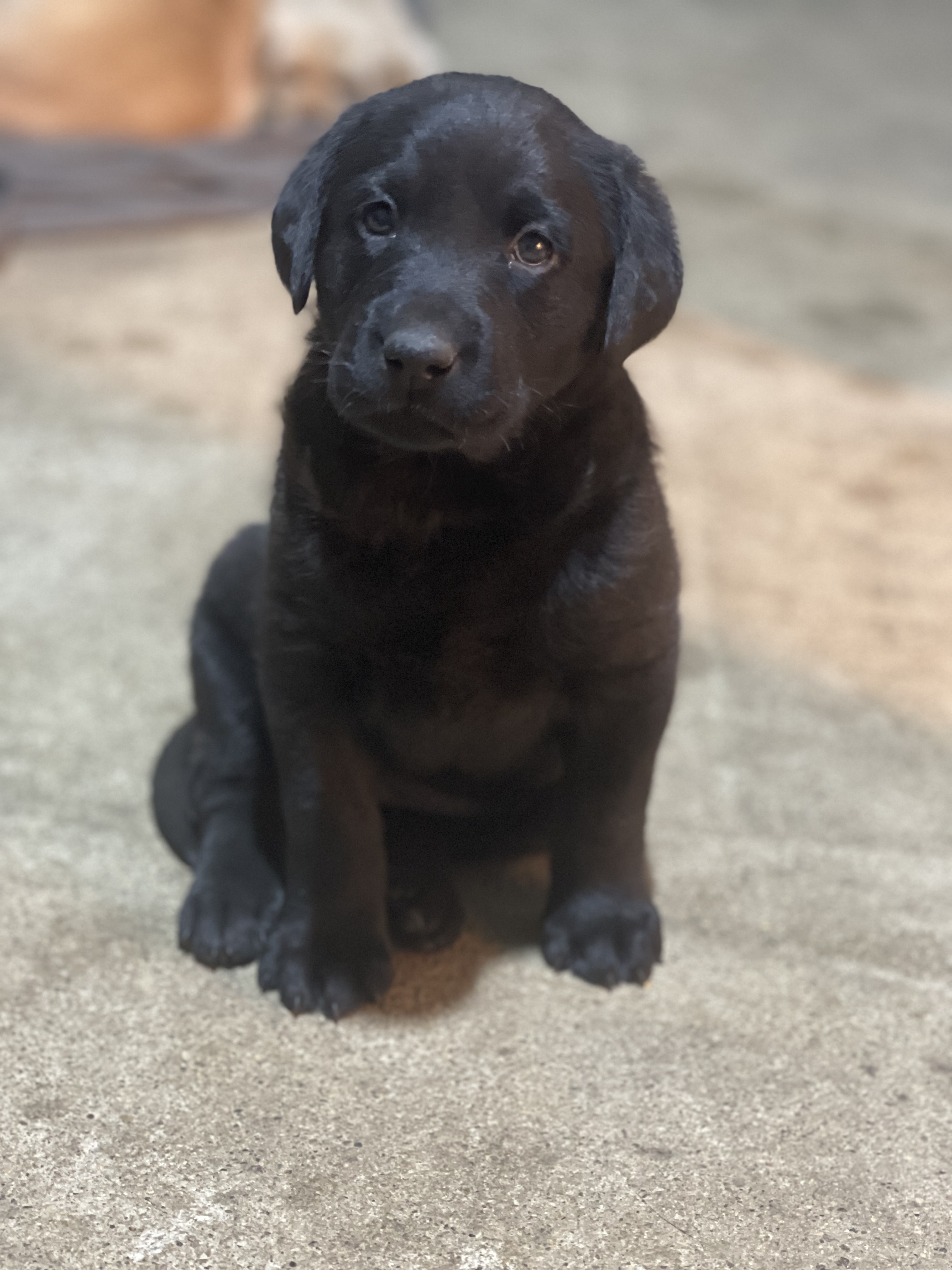 Iron River’s Belgium Brew | Black Labrador Retriver