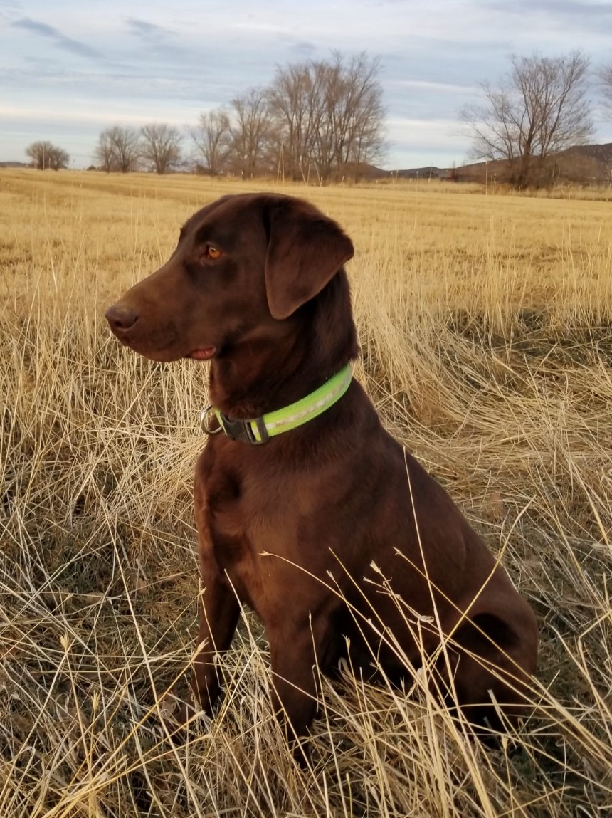 Elite's Smoke Ryder | Chocolate Labrador Retriver