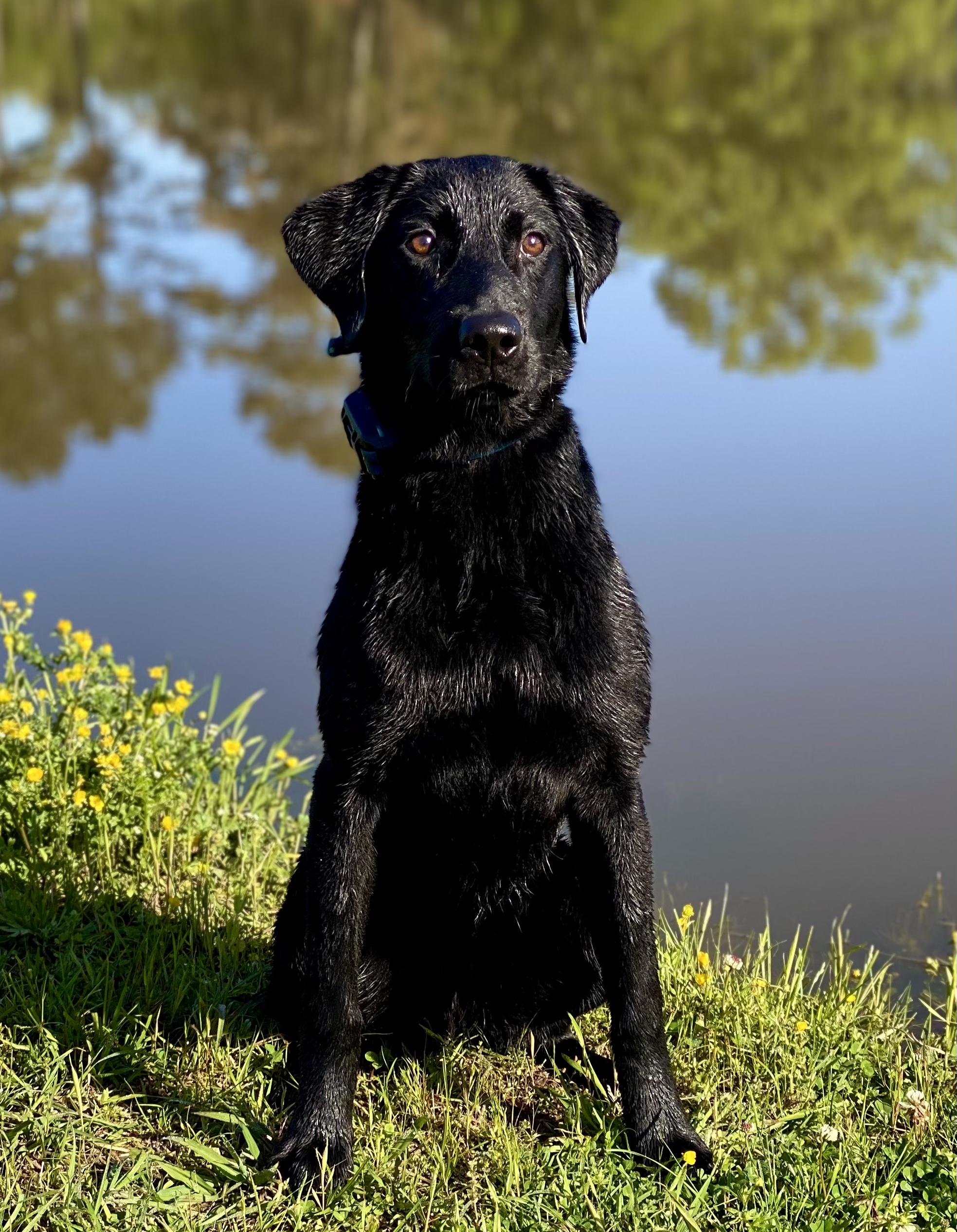 Cleared Hot Gustaf’s Gun Run | Black Labrador Retriver