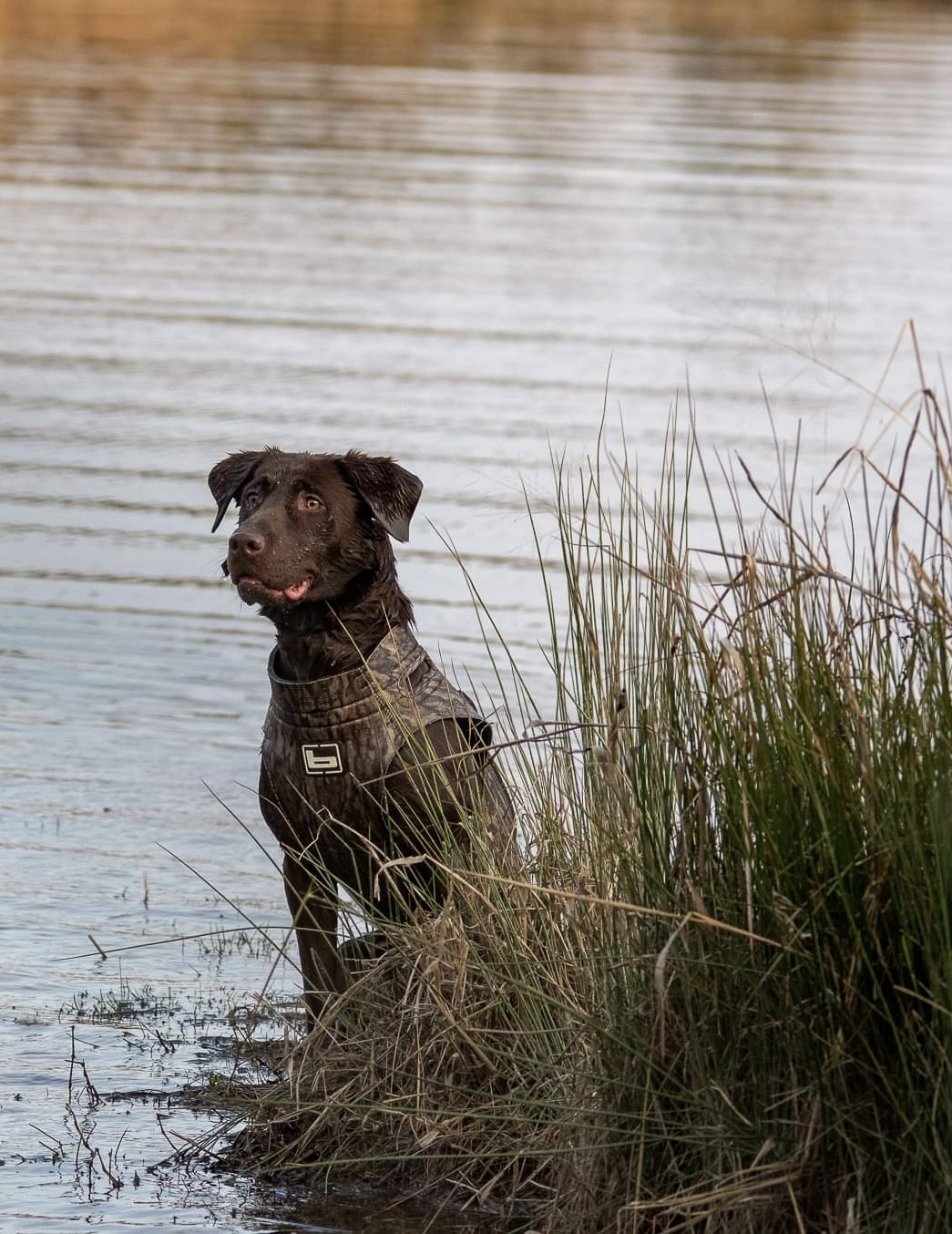 SHR Dog-on Ellie Kelley | Chocolate Labrador Retriver