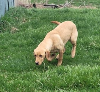 Inflightretrievers Daisy Mae | Yellow Labrador Retriver