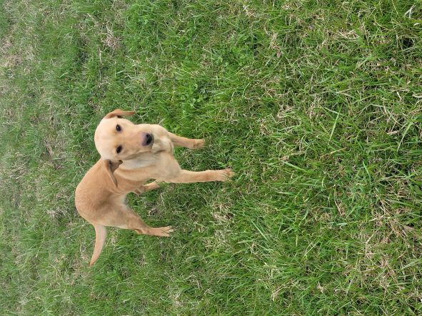 Inflightretrievers Riverswild Outlaw | Yellow Labrador Retriver