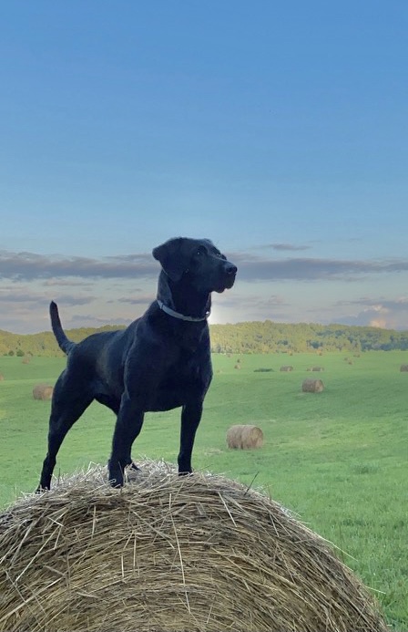 Walkers Daisy V | Black Labrador Retriver