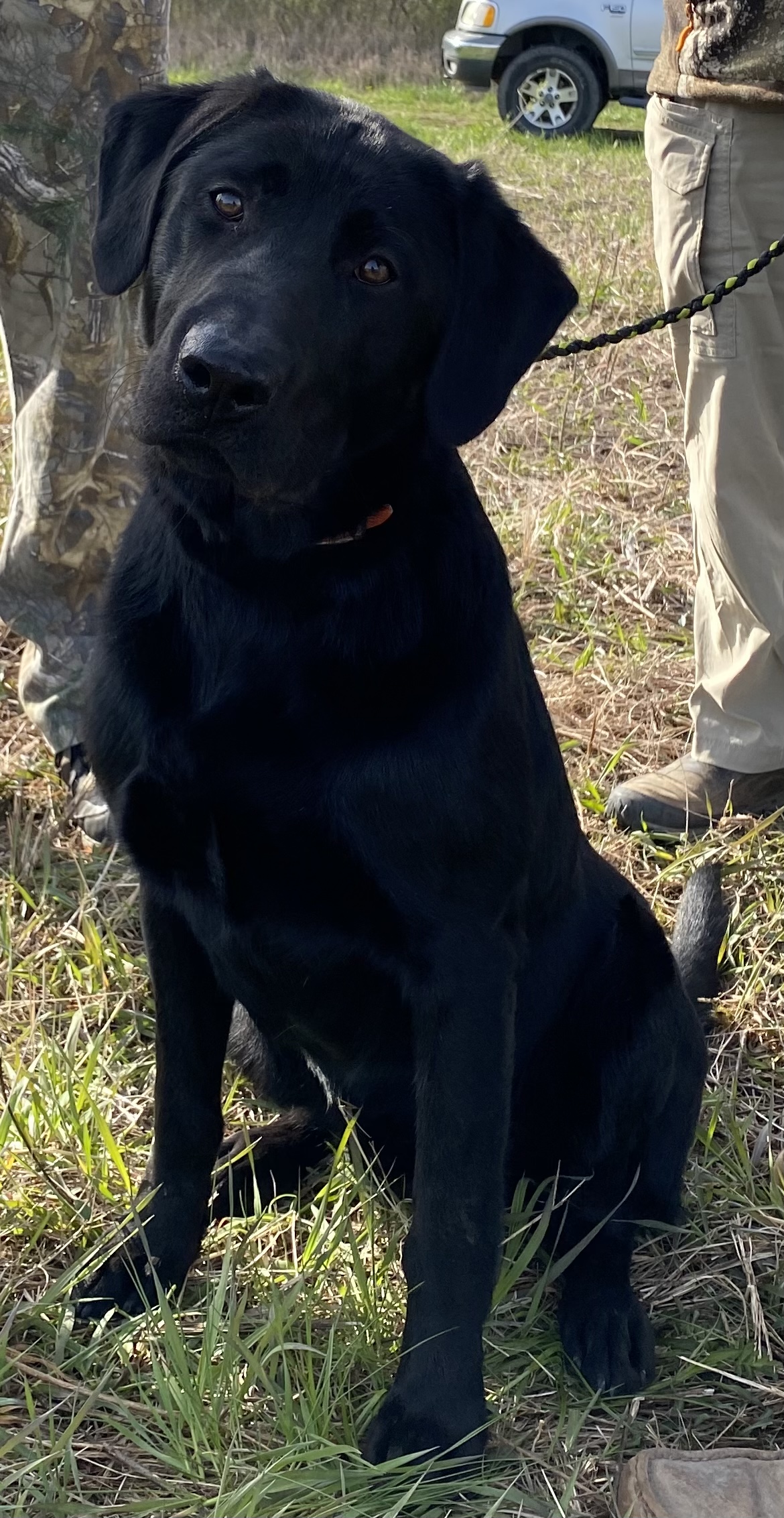 Big Piney Labs Mein Panzer | Black Labrador Retriver