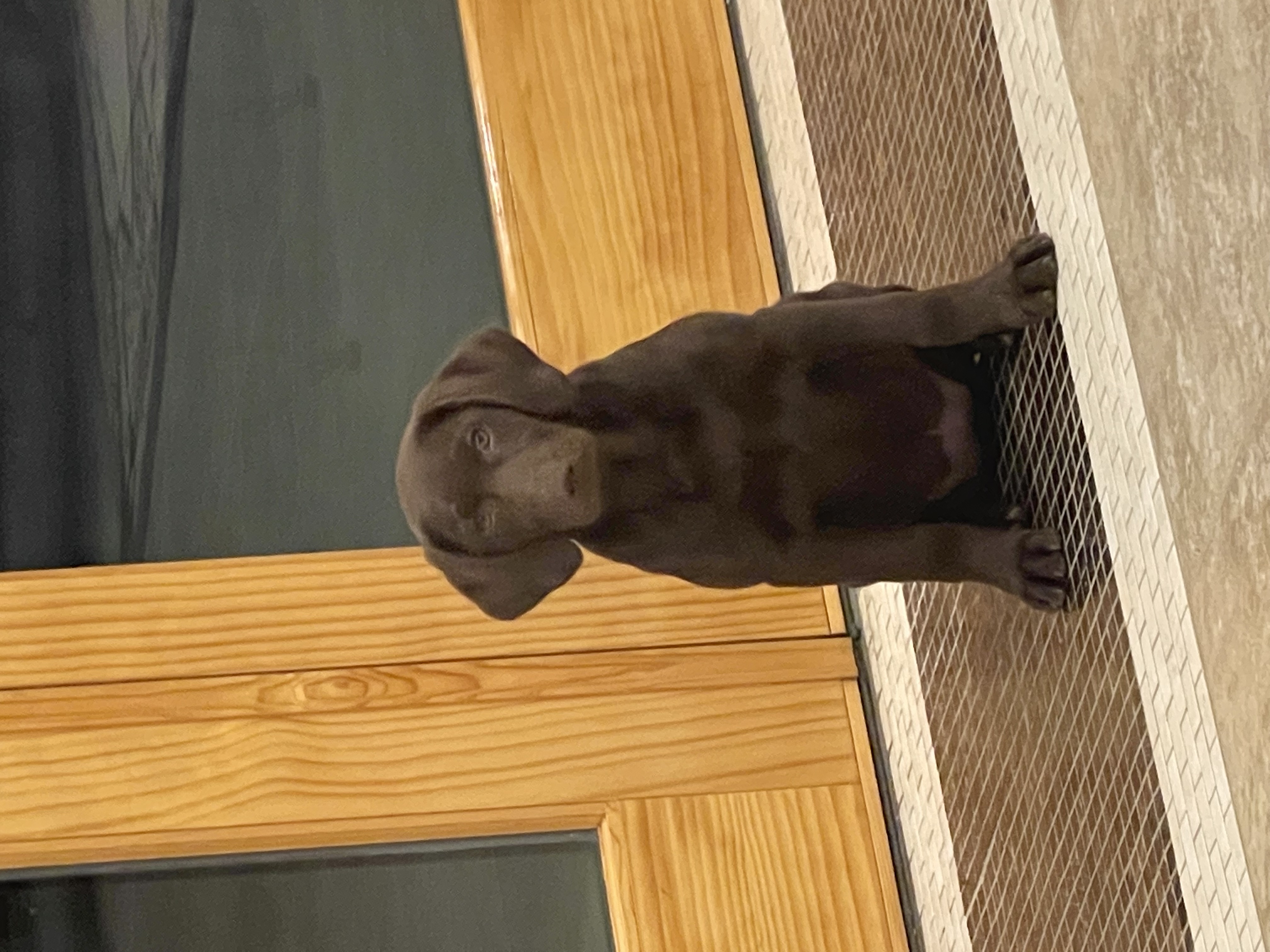 Iron River’s Coocoo For Cocoa Puffs | Chocolate Labrador Retriver