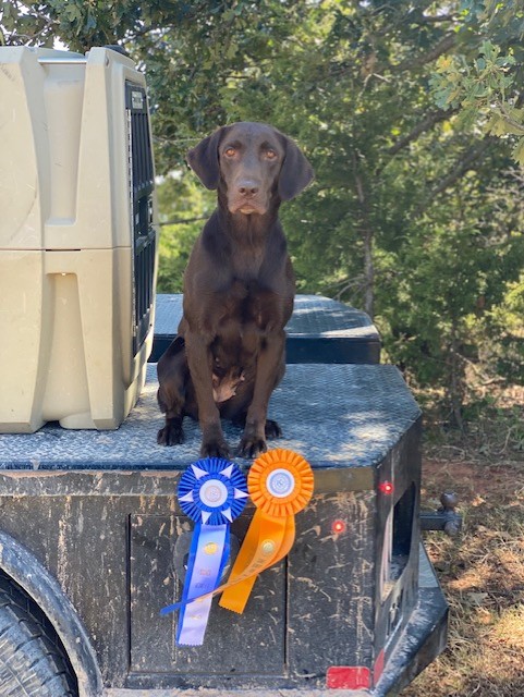 Rae’s Maxi Girl JH | Chocolate Labrador Retriver