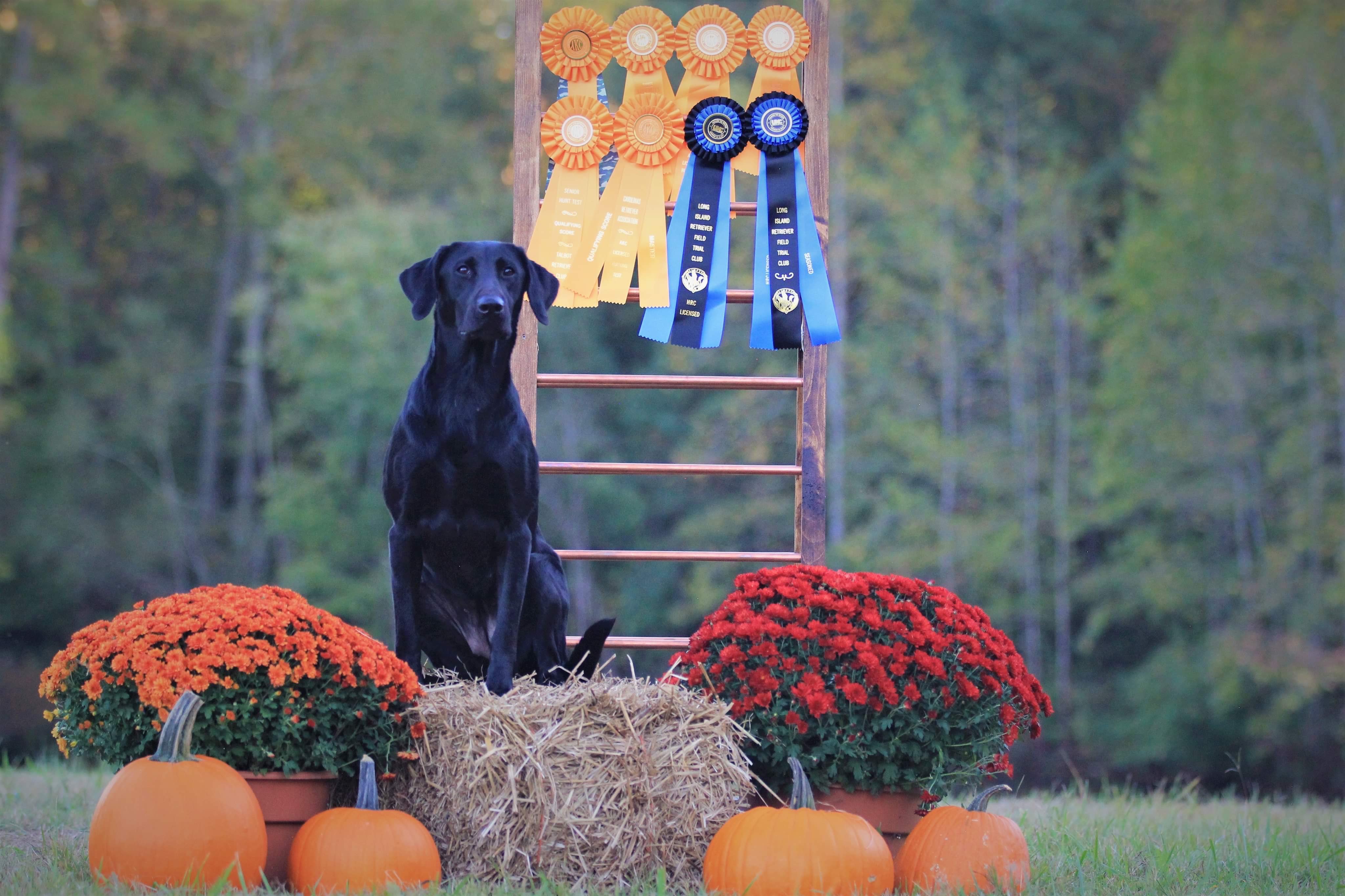 HRCH Pbg's Show Me Something Emmie MH | Black Labrador Retriver