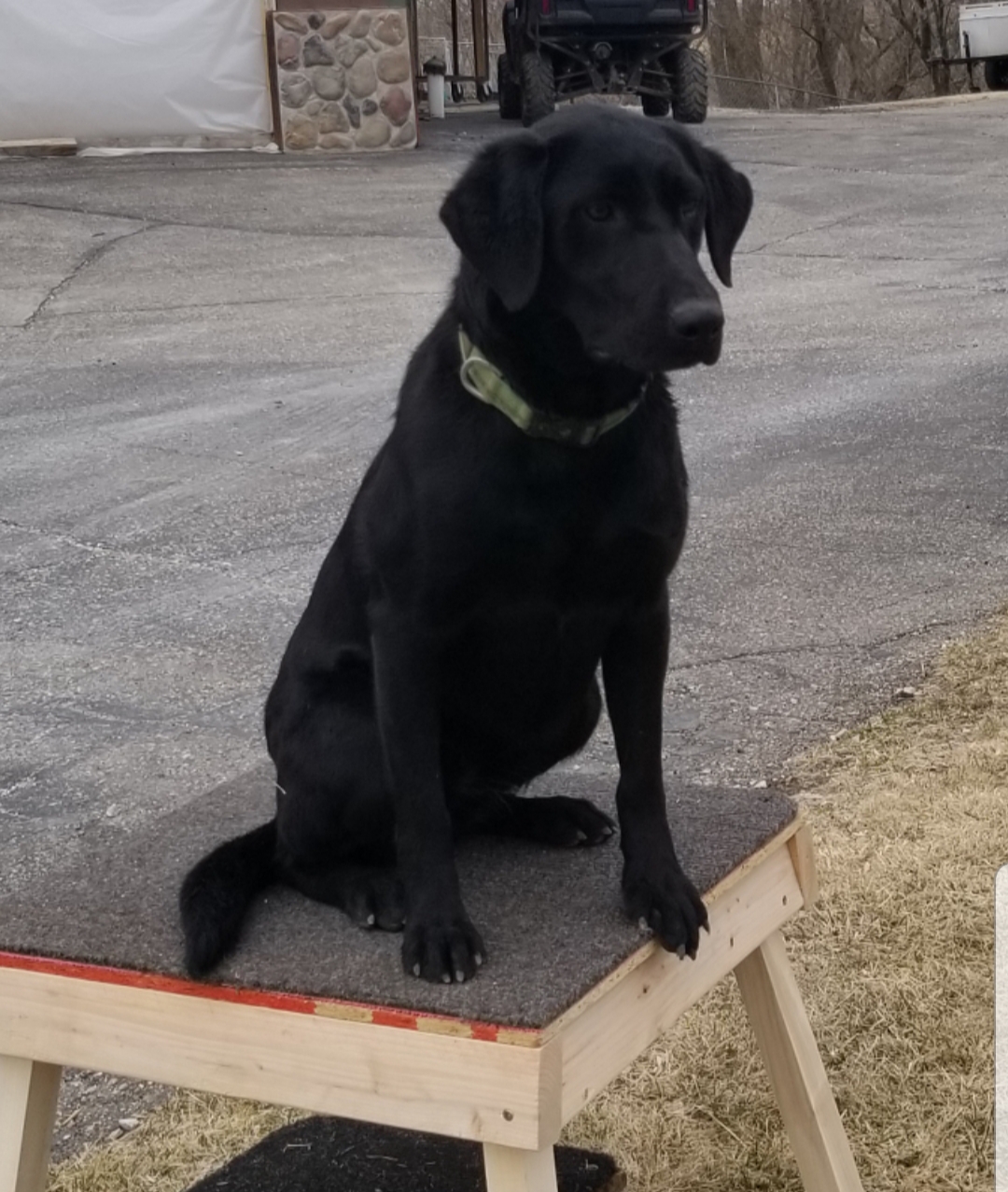 Hilltops Rooster Rockin Roxy | Black Labrador Retriver