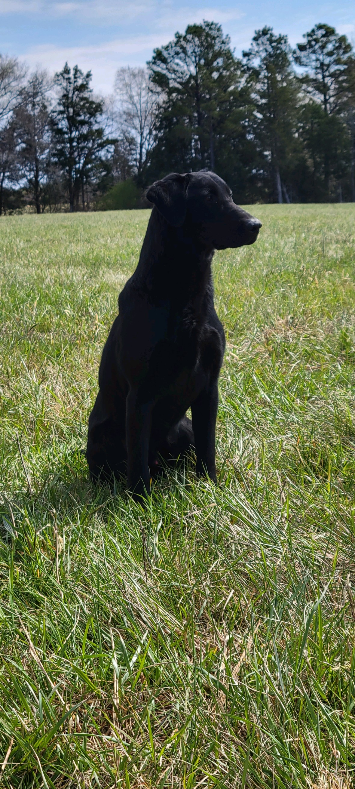 Triple Marks Not All Hunters Wear Camo | Black Labrador Retriver