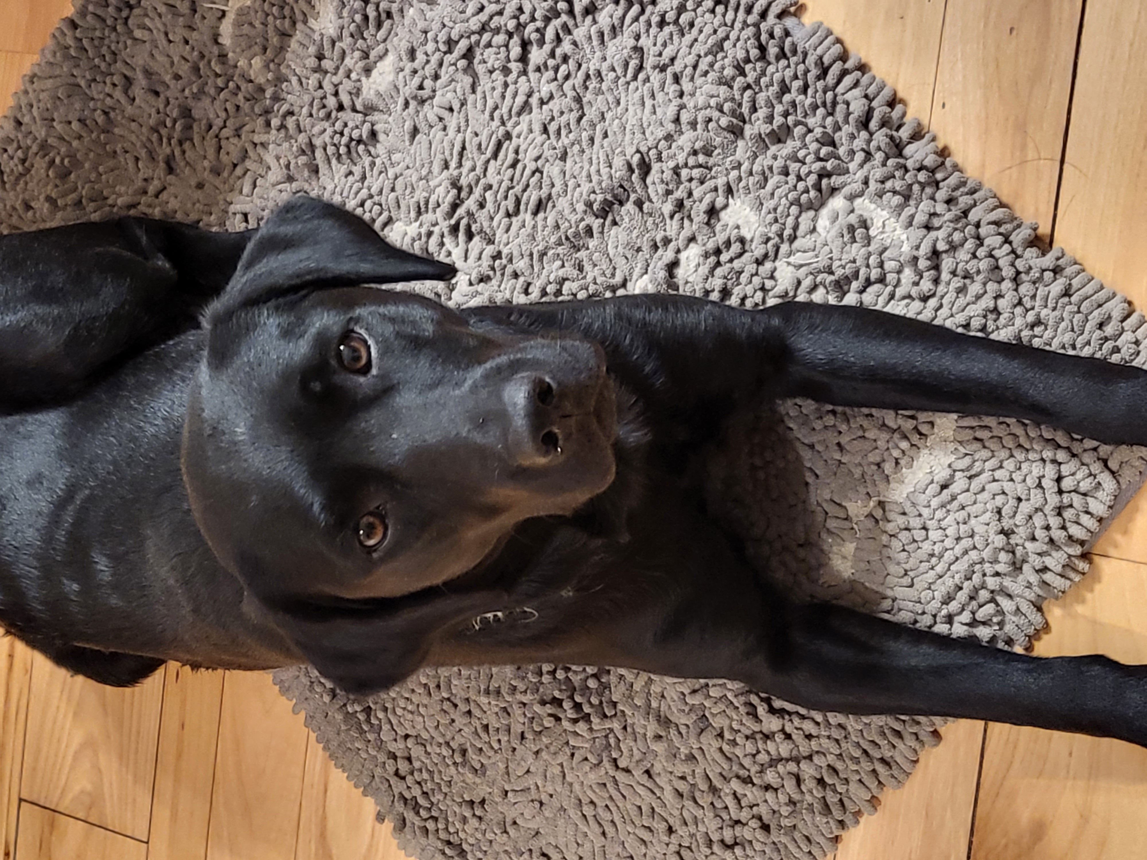 Raf Mildred Of Duckhill | Black Labrador Retriver