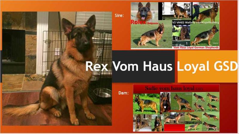 Rex Vom Haus Loyal GSD | German Shepherd Dog 