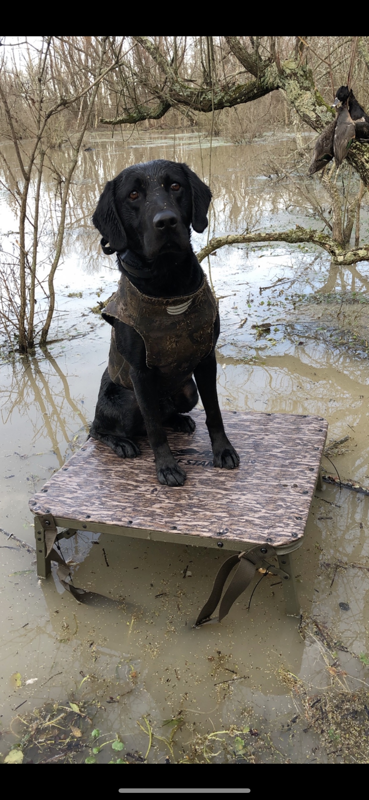 Bodacious Black Diamond MH | Black Labrador Retriver