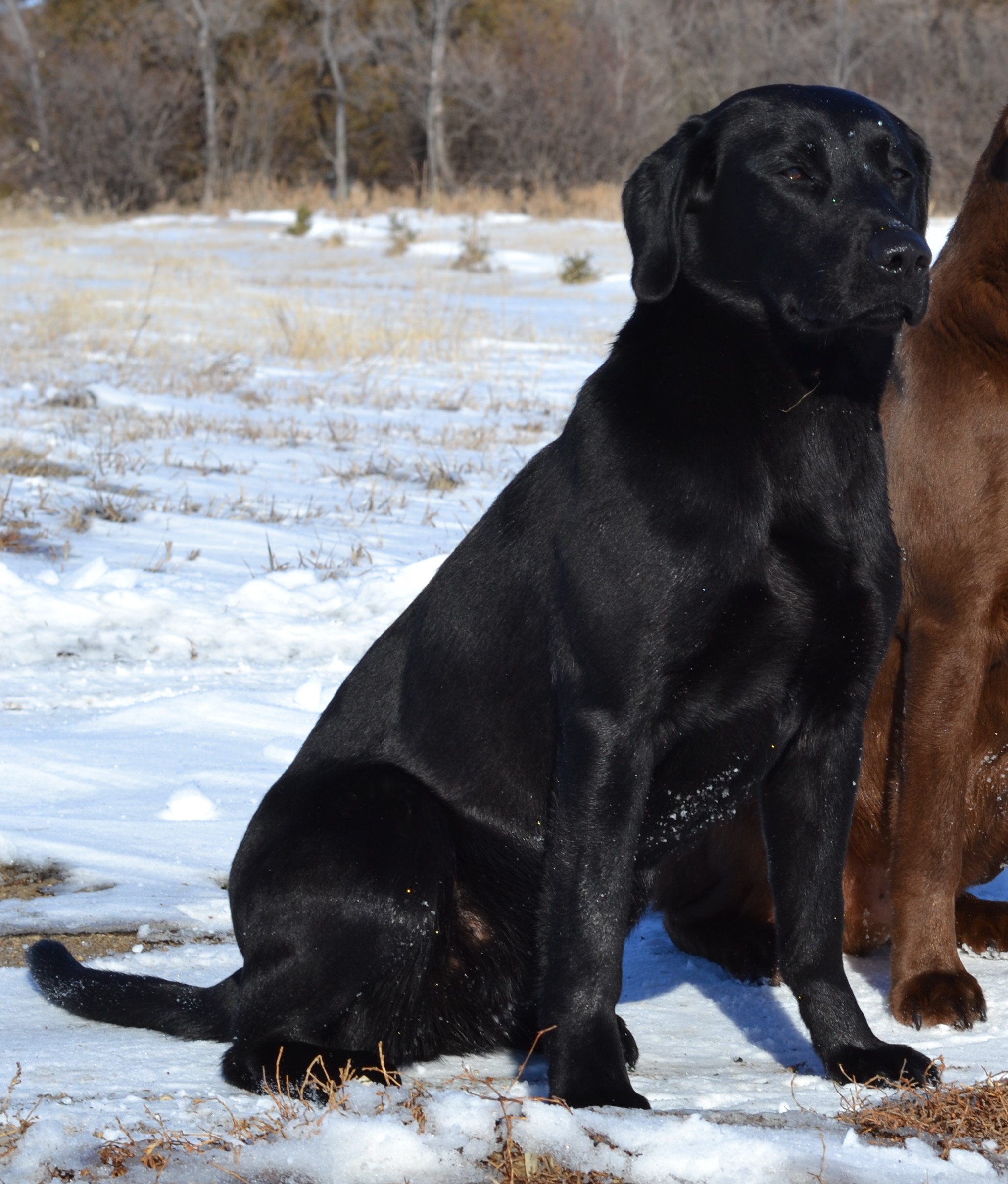 Dakota River's All On Black | Black Labrador Retriver