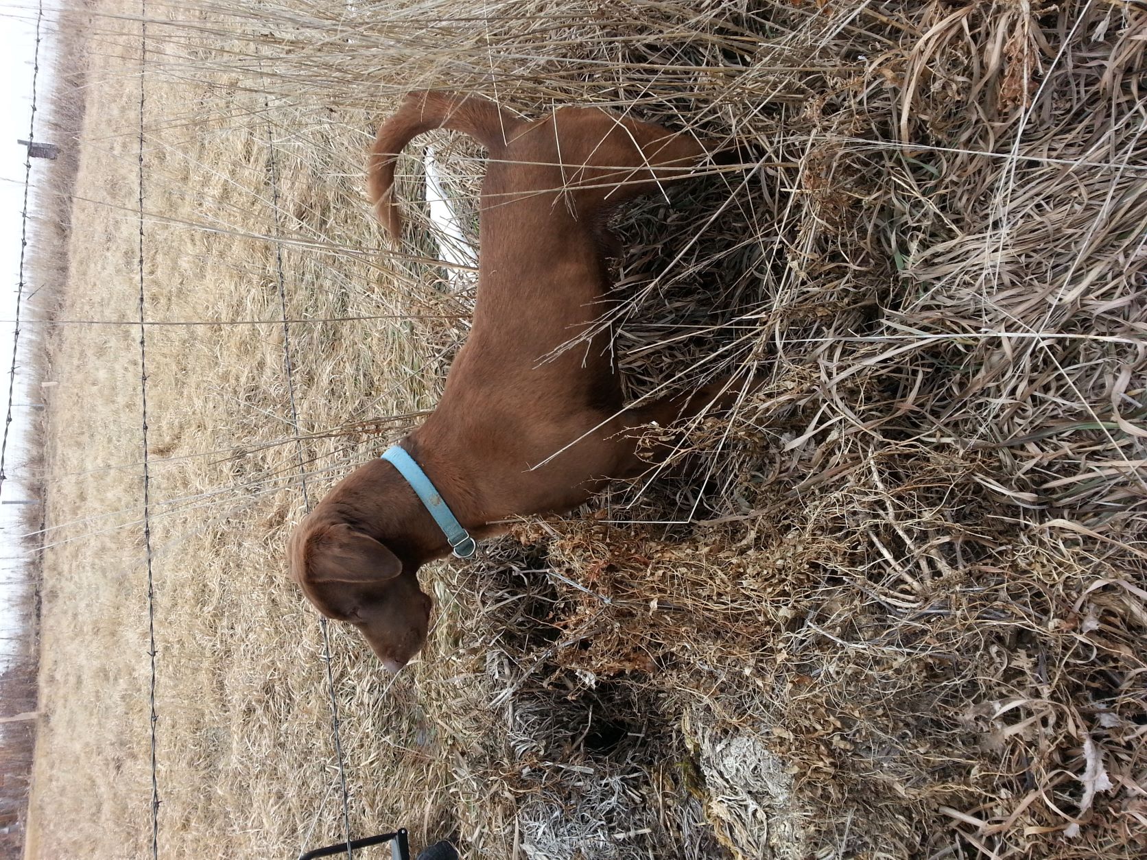 Murray's Dakota River Cooper | Chocolate Labrador Retriver